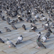 Proti holubům – Hejno Holubů skalních (Columba livia) velký problém center měst